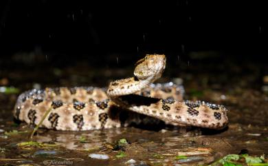 Protobothrops mucrosquamatus (Günther, 1864) 龜殼花