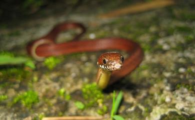 Hebius sauteri (Boulenger, 1909) 梭德氏游蛇