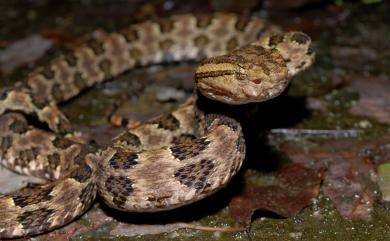 Protobothrops mucrosquamatus (Cantor, 1839) 龜殼花