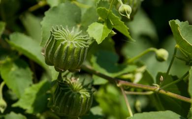 Abutilon indicum 冬葵子