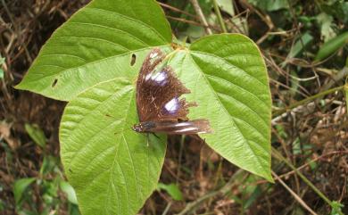 Hypolimnas bolina kezia (Butler, 1877) 幻蛺蝶