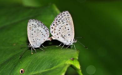 Zizeeria maha okinawana 藍灰蝶