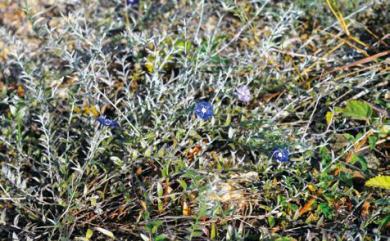 Evolvulus alsinoides var. decumbens 狹葉土丁桂