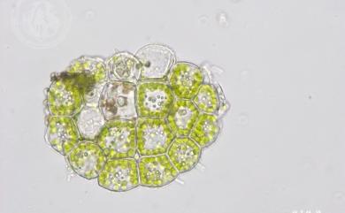 Cololejeunea raduliloba 扁萼疣鱗蘚