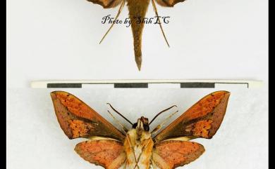 Rhagastis castor formosana Clark, 1925 臺灣白肩天蛾