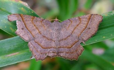 Chiasmia perfusaria (Walker, 1866)