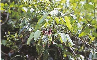 Stauntonia purpurea Y.C.Liu & F.Y.Lu 紫花野木瓜