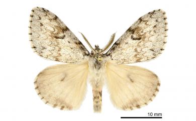 Lymantria pulverea Pogue & Schaefer, 2007 深山灰毒蛾