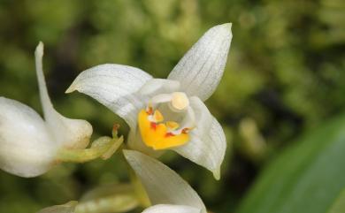 Pinalia japonica (Maxim.) Ormerod 連珠絨蘭