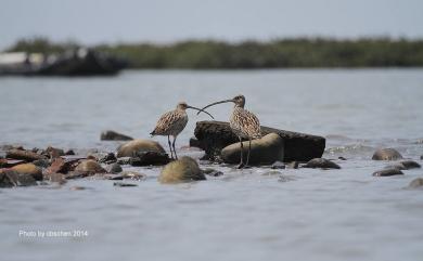 Numenius madagascariensis (Linnaeus, 1766) 黦鷸