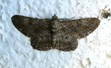 Cleora repulsaria Walker, 1860 褐鋸尺蛾