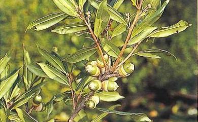Quercus sessilifolia 毽子櫟
