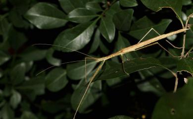 Sipyloidea sipylus (Westwood, 1859) 棉桿竹節蟲