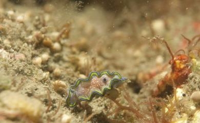 Glossodoris cincta (Bergh, 1888) 腰帶多彩海牛