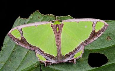 Agathia laetata (Fabricius, 1794) Y紋豔青尺蛾