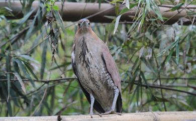 Gorsachius melanolophus (Raffles, 1822) 黑冠麻鷺