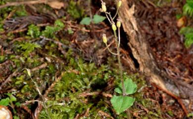 Neottia japonica (Blume) Szlach. 日本雙葉蘭