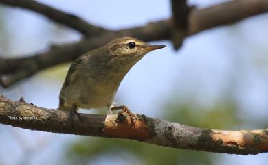 Phylloscopus borealis borealis (Blasius, 1858) 極北柳鶯(指名亞種)