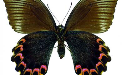 Papilio hermosanus Rebel, 1906 臺灣琉璃翠鳳蝶