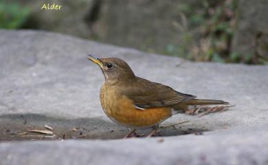 Turdus chrysolaus Temminck, 1831 赤腹鶇