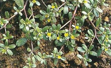 Portulaca oleracea 馬齒莧