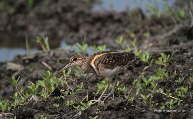 Rostratula benghalensis (Linnaeus, 1758) 彩鷸