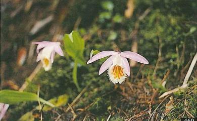 Pleione bulbocodioides 臺灣一葉蘭