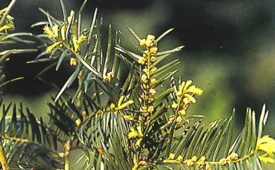 Cephalotaxus wilsoniana Hayata 臺灣粗榧