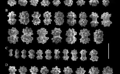 Cladiella conifera (Tixier-Durivault, 1943) 針葉小枝軟珊瑚