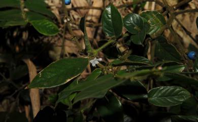 Lasianthus wallichii 圓葉雞屎樹