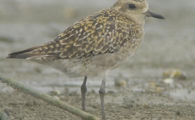 Pluvialis fulva (Gmelin, 1789) 太平洋金斑鴴