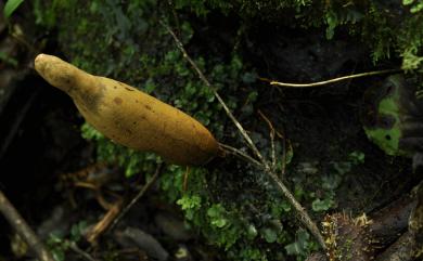 Xylaria telfairii 泰菲爾氏炭角菌