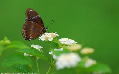 Hypolimnas bolina kezia (Butler, 1877) 幻蛺蝶