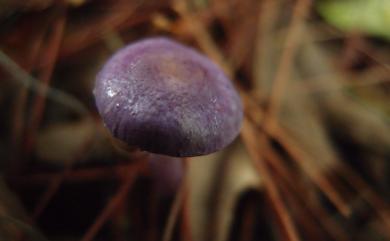 Cortinarius salor 圓孢絲膜菌