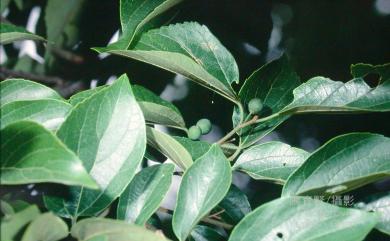 Celtis sinensis Pers. 朴樹
