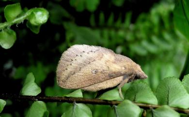 Euthrix nigropuncta (Wileman, 1910) 淡紋斜帶枯葉蛾