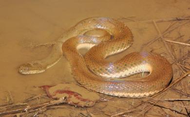 Myrrophis chinensis (Gray, 1842) 唐水蛇