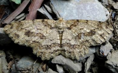 Ectropis bhurmitra Walker, 1860