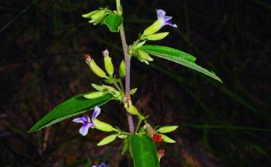 Helicteres augustifolia L., 1753 山芝麻