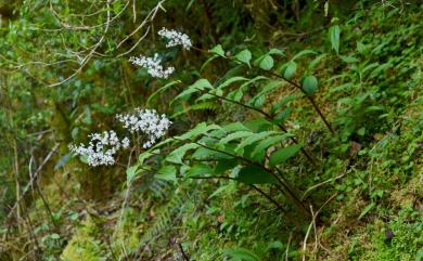 Maianthemum harae 原氏鹿藥