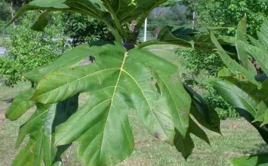 Artocarpus altilis 太平洋麵包樹