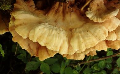 Laetiporus sulphureus 硫磺菌