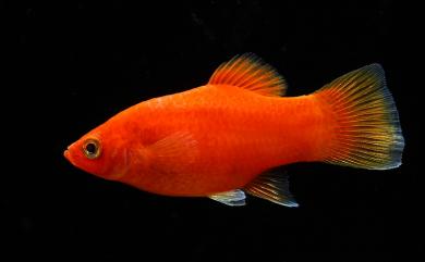 Xiphophorus maculatus (Günther, 1866) 花斑劍尾魚