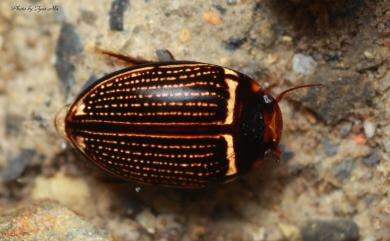 Platynectes gemellatus Stastny, 2003 條紋扁形豆龍蝨