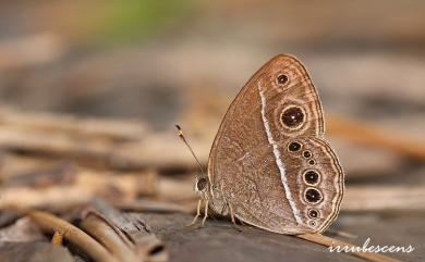 Mycalesis sangaica mara Fruhstorfer, 1908 淺色眉眼蝶