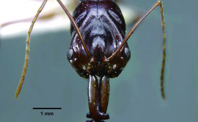 Odontomachus monticola Emery, 1892 高山鋸針蟻