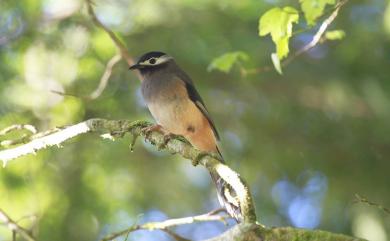 Heterophasia auricularis (Swinhoe, 1864) 白耳畫眉