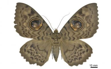 Erebus macrops (Linnaeus, 1768)