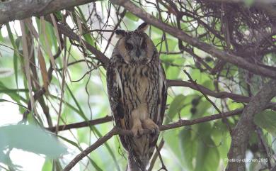 Asio otus (Linnaeus, 1758) 長耳鴞