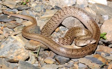 Oligodon formosanus (Günther, 1872) 赤背松柏根